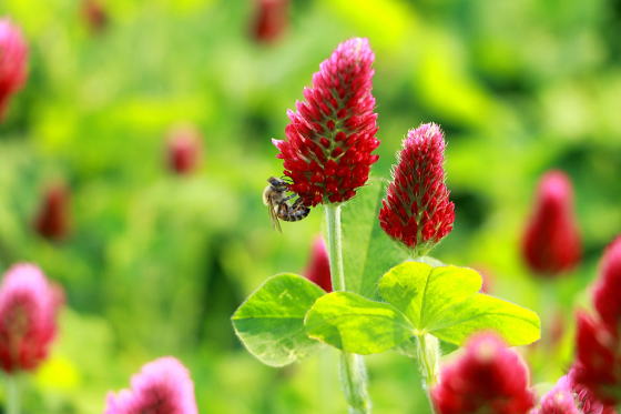ストロベリーキャンドルの蜜を集める蜂