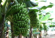 本州最北端の国産バナナ