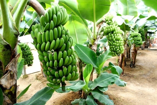 農園作業（バナナ栽培）